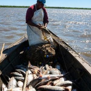 pesca-en-el-parana:-fijan-un-cupo-de-650-toneladas-y-continuan-las-restricciones