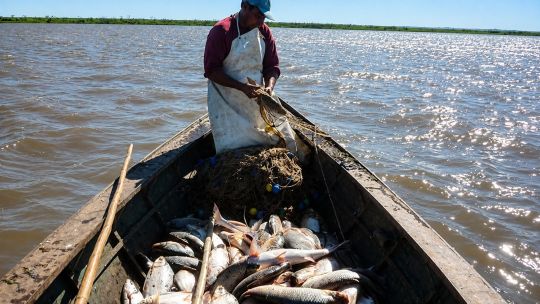 pesca-en-el-parana:-fijan-un-cupo-de-650-toneladas-y-continuan-las-restricciones