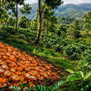 mas-de-11.000-toneladas-de-cascaras-de-naranja-transformaron-un-ecosistema-de-costa-rica:-16-anos-despues,-el-terreno-impacto-a-los-cientificos