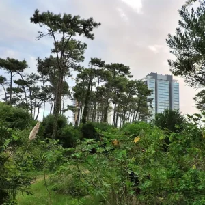 reconstruccion-de-dunas-en-playas-de-punta-del-este:-retiran-“garras-de-leon”,-plantan-especies-autoctonas-y-crean-cercas-para-retener-arena