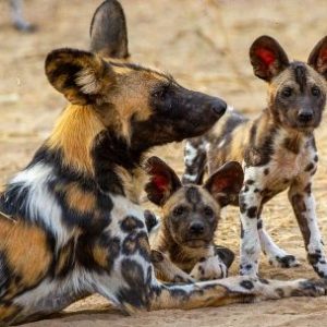 madres-animales-de-la-sabana:-un-documental-muestra-la-lucha-por-la-supervivencia-en-el-corazon-de-africa