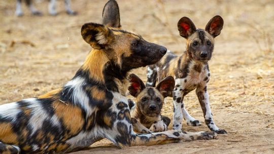 madres-animales-de-la-sabana:-un-documental-muestra-la-lucha-por-la-supervivencia-en-el-corazon-de-africa