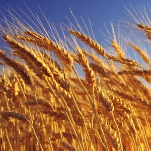 los-precios-internacionales-de-los-alimentos-escalaron-en-julio-a-su-nivel-mas-alto-en-tres-anos
