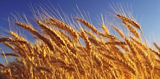 Los precios internacionales de los alimentos escalaron en julio a su nivel más alto en tres años los-precios-internacionales-de-los-alimentos-escalaron-en-julio-a-su-nivel-mas-alto-en-tres-anos