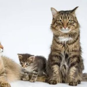 dia-internacional-del-gato:-cuando-se-celebra-y-como-no-fallar-en-su-cuidado-responsable?