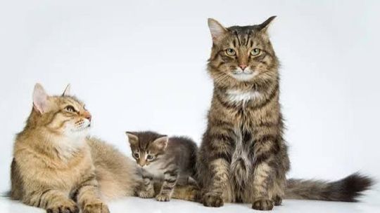 dia-internacional-del-gato:-cuando-se-celebra-y-como-no-fallar-en-su-cuidado-responsable?