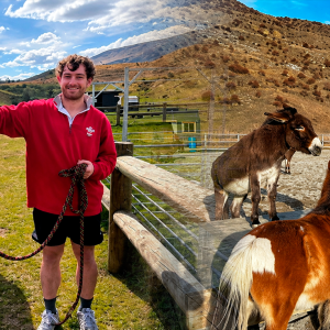 buscan-voluntarios-sin-experiencia-dispuestos-a-vivir-gratis-durante-una-semana:-para-cuidar-caballos,-burros-y-otros-animales-rescatados-en-un-refugio-por-2-horas