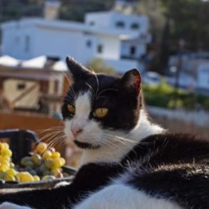 buscan-voluntarios-para-vivir-gratis-en-una-paradisiaca-isla-de-grecia-a-cambio-de-cuidar-gatos
