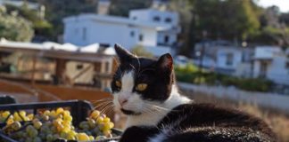Buscan voluntarios para vivir gratis en una paradisíaca isla de Grecia a cambio de cuidar gatos buscan-voluntarios-para-vivir-gratis-en-una-paradisiaca-isla-de-grecia-a-cambio-de-cuidar-gatos