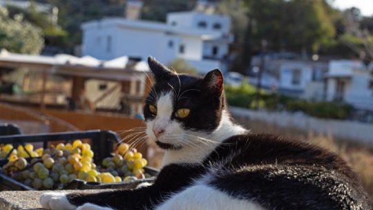 buscan-voluntarios-para-vivir-gratis-en-una-paradisiaca-isla-de-grecia-a-cambio-de-cuidar-gatos