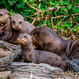 un-mamifero-extinto-volvio-a-su-habitat-en-sudamerica-tras-casi-40-anos:-las-nutrias-gigantes-ya-nadan-libres-en-argentina