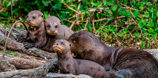 Un mamífero extinto volvió a su hábitat en Sudamérica tras casi 40 años: las nutrias gigantes ya nadan libres en Argentina un-mamifero-extinto-volvio-a-su-habitat-en-sudamerica-tras-casi-40-anos:-las-nutrias-gigantes-ya-nadan-libres-en-argentina