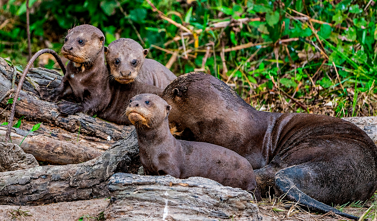 un-mamifero-extinto-volvio-a-su-habitat-en-sudamerica-tras-casi-40-anos:-las-nutrias-gigantes-ya-nadan-libres-en-argentina