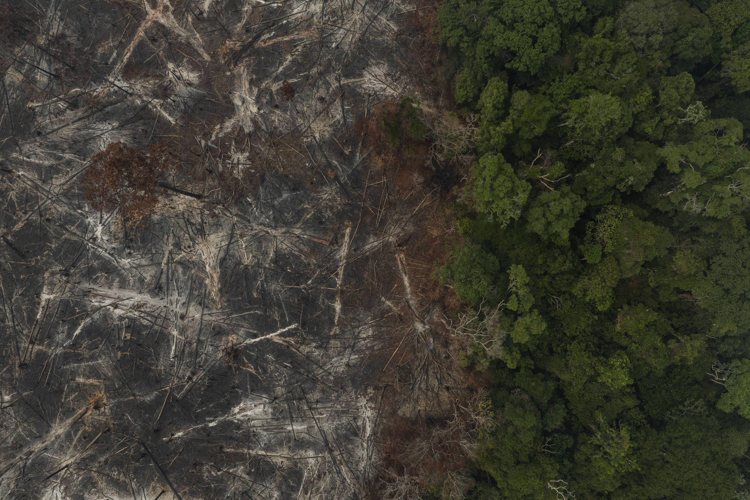 petrobras-escolhe-empresa-para-creditos-de-carbono-cujo-socio-teve-madeireira-punida