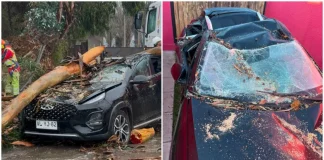 Profesora que perdió su auto tras caída de un árbol en La Serena realiza colecta solidaria profesora-que-perdio-su-auto-tras-caida-de-un-arbol-en-la-serena-realiza-colecta-solidaria