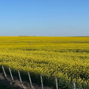 destaque-para-la-colza-en-un-mercado-de-granos-con-ajuste-de-la-soja-y-trigo-volatil