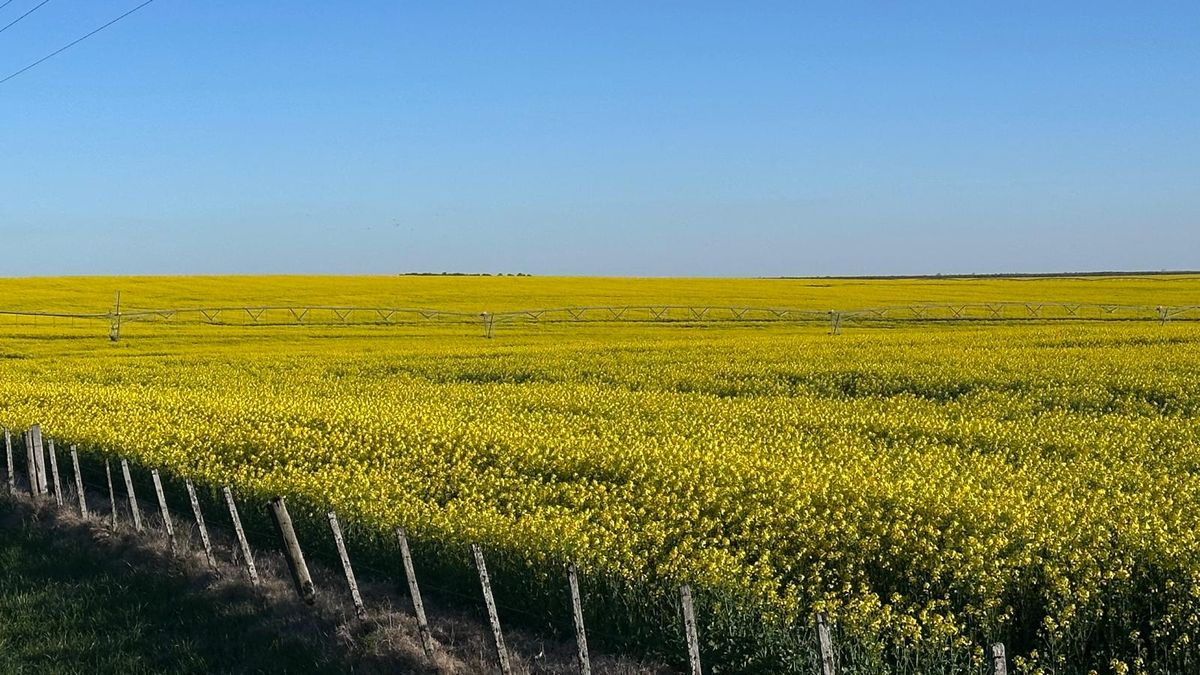 destaque-para-la-colza-en-un-mercado-de-granos-con-ajuste-de-la-soja-y-trigo-volatil