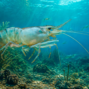 mucho-antes-de-la-extincion-de-los-dinosaurios,-los-camarones-se-expandieron-por-el-mundo-desde-el-pacifico-hace-125-millones-de-anos