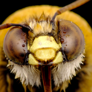 una-investigacion-revela-que-las-abejas-identifican-rostros-humanos-procesando-rasgos-faciales-como-lo-hacen-las-personas