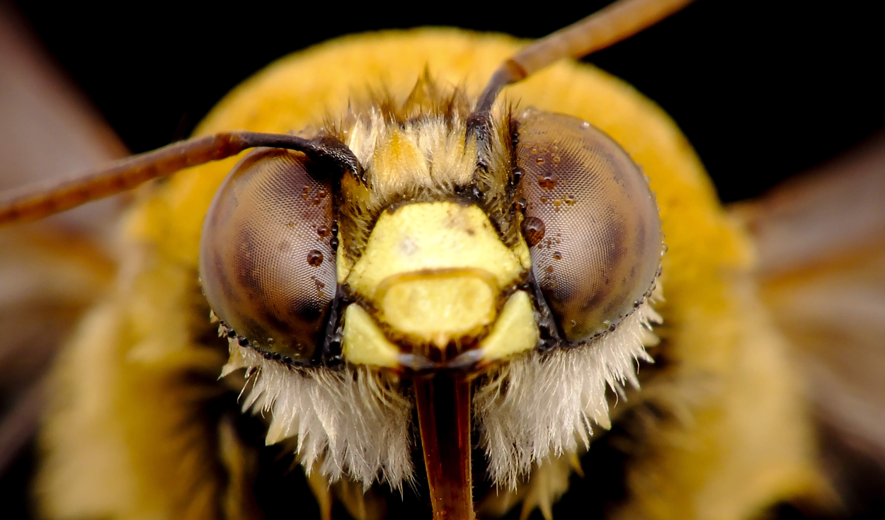 una-investigacion-revela-que-las-abejas-identifican-rostros-humanos-procesando-rasgos-faciales-como-lo-hacen-las-personas