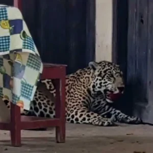 beni:-emiten-orden-de-aprehension-para-responsable-de-muerte-de-jaguar