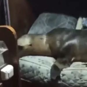 mira-la-siesta-que-se-durmio-un-lobo-marino-en-un-buque-pesquero-marplatense