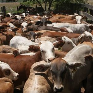 el-precio-del-ganado-alcanza-nuevo-record