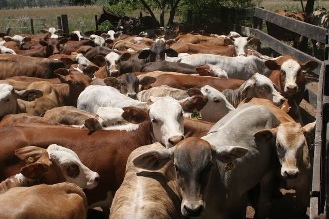 el-precio-del-ganado-alcanza-nuevo-record