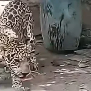envian-a-la-carcel-por-dos-meses-a-autor-de-matar-un-jaguar
