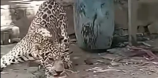 Envían a la cárcel por dos meses a autor de matar un jaguar envian-a-la-carcel-por-dos-meses-a-autor-de-matar-un-jaguar