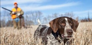 En Rauch se hará el Encuentro de Perros de Muestra en-rauch-se-hara-el-encuentro-de-perros-de-muestra