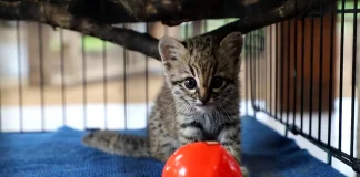 Direna rescata a cría de gato montés hallado en Pailón direna-rescata-a-cria-de-gato-montes-hallado-en-pailon