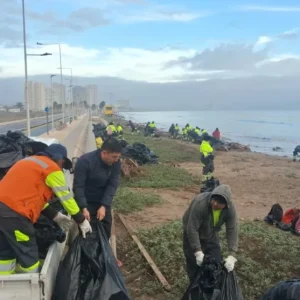sin-mortandad:-machas-de-penuelas-sortean-la-emergencia-climatica