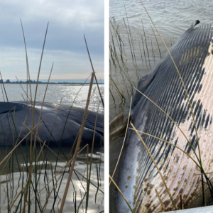 ballena-de-ocho-metros-murio-varada-en-punta-espinillo:-autoridades-resolvieron-no-retirar-el-cuerpo-y-advierten-por-“olores-intensos”