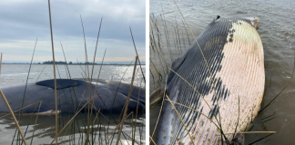 Ballena de ocho metros murió varada en Punta Espinillo: autoridades resolvieron no retirar el cuerpo y advierten por “olores intensos” ballena-de-ocho-metros-murio-varada-en-punta-espinillo:-autoridades-resolvieron-no-retirar-el-cuerpo-y-advierten-por-“olores-intensos”