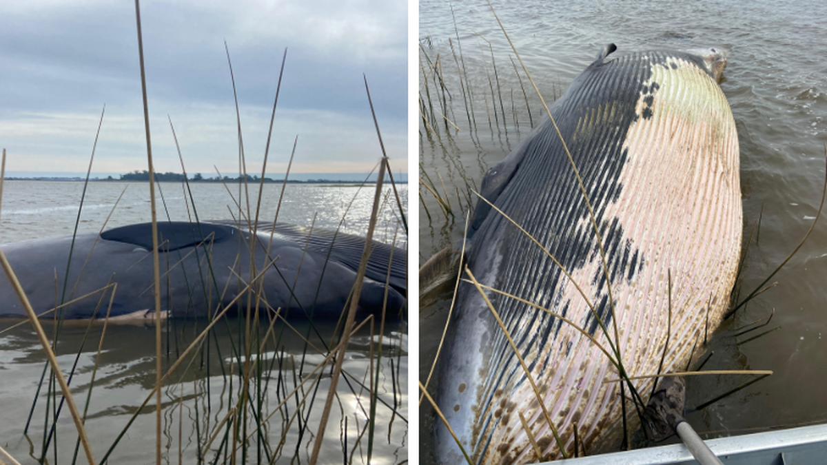 ballena-de-ocho-metros-murio-varada-en-punta-espinillo:-autoridades-resolvieron-no-retirar-el-cuerpo-y-advierten-por-“olores-intensos”