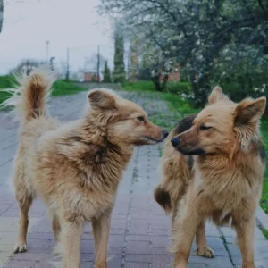 caza-de-perros:-polemica-aprobacion-avanza-en-el-congreso