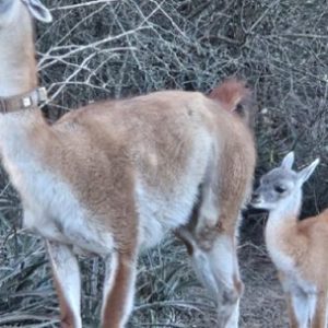 te-presentamos-a-tusquita,-la-primera-guanaca-nacida-en-libertad-en-el-impenetrable-en-mas-de-un-siglo