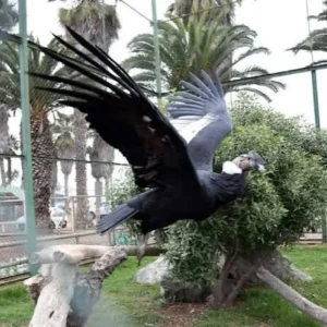 adopcion-y-traslados:-inician-retiro-de-animales-y-aves-del-parque-pedro-de-valdivia