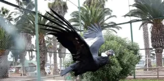 Adopción y traslados: Inician retiro de animales y aves del Parque Pedro de Valdivia adopcion-y-traslados:-inician-retiro-de-animales-y-aves-del-parque-pedro-de-valdivia