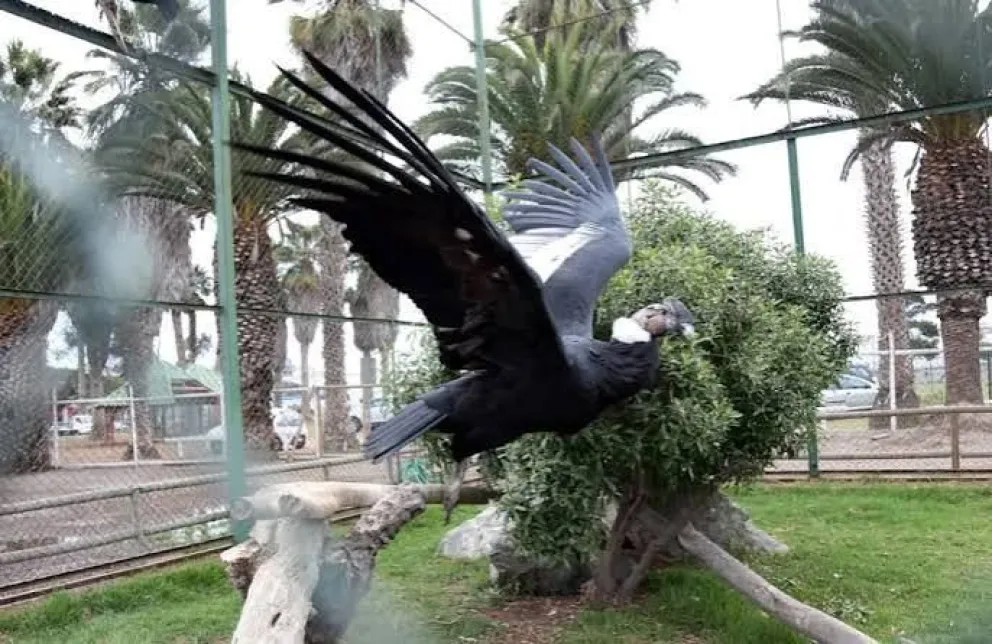 adopcion-y-traslados:-inician-retiro-de-animales-y-aves-del-parque-pedro-de-valdivia