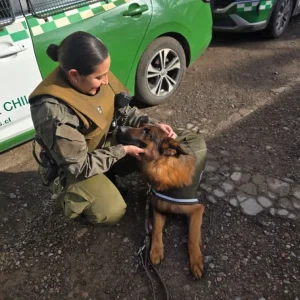 conoce-a-uran-von-hiss:-el-nuevo-integrante-del-equipo-canino-de-carabineros-en-la-serena