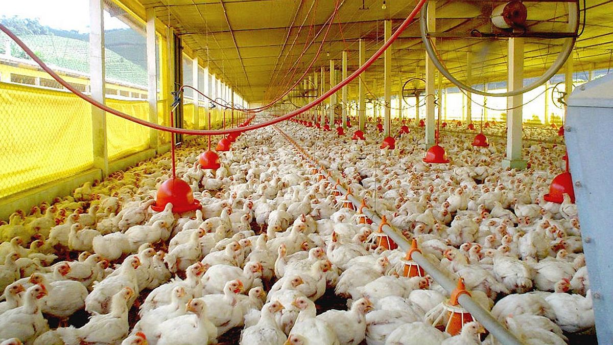 tras-la-reapertura-de-los-mercados-europeos,-argentina-vuelve-a-exportar-carne-aviar-para-el-mercado-surcoreano