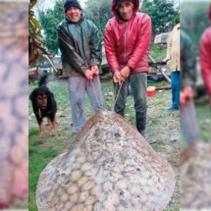 el-gigante-que-escondia-el-parana:-pescaron-una-raya-de-casi-100-kilos