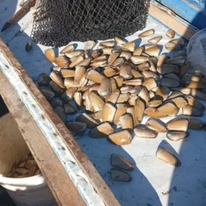 pescadores-de-penuelas-reanudan-extraccion-de-machas