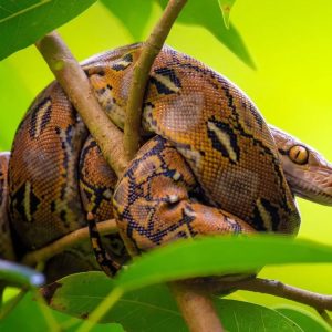 el-secreto-metabolico-de-las-pitones-podria-tener-una-aplicacion-inesperada-en-humanos:-cientificos-identifican-una-molecula-relacionada-con-la-obesidad