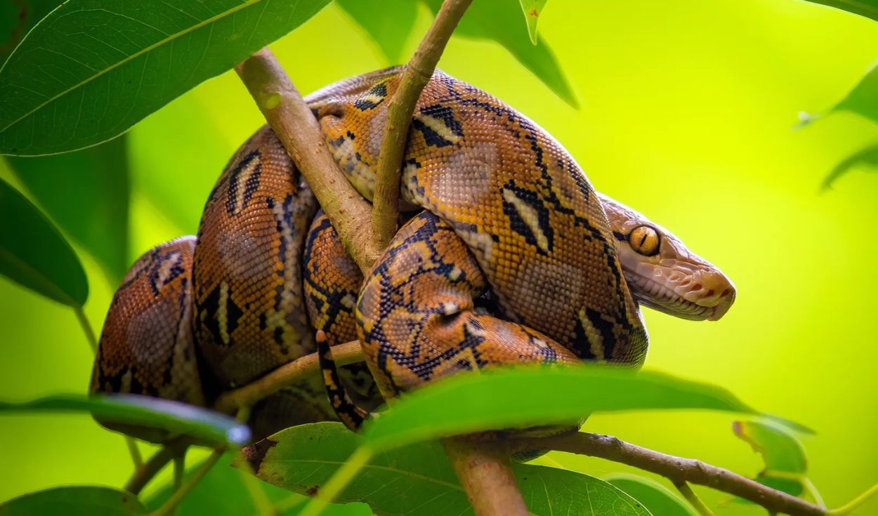 el-secreto-metabolico-de-las-pitones-podria-tener-una-aplicacion-inesperada-en-humanos:-cientificos-identifican-una-molecula-relacionada-con-la-obesidad