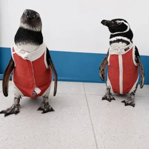 la-innovadora-terapia-que-ayuda-a-sanar-a-los-pinguinos-heridos