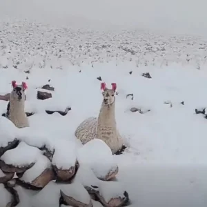 nevadas-causan-estragos-en-un-municipio-de-potosi
