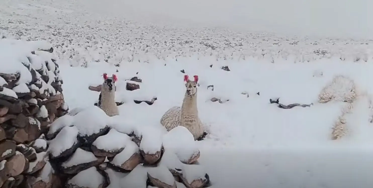 nevadas-causan-estragos-en-un-municipio-de-potosi
